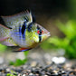 Balloon Ram cichlid - FreshWaterAquatica.com