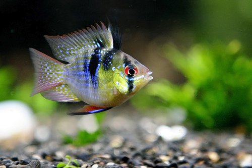 Balloon Ram cichlid - FreshWaterAquatica.com