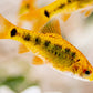 Golden  Barb - FreshWaterAquatica.com