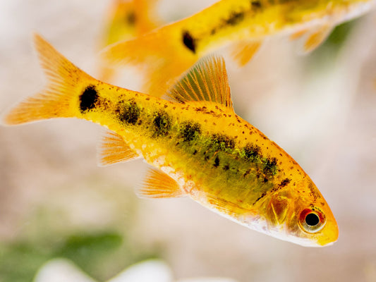 Golden  Barb - FreshWaterAquatica.com