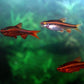 Cherry Barb - FreshWaterAquatica.com