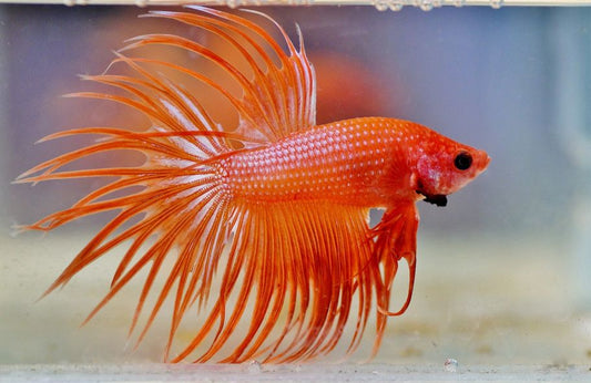 Betta OHM crown tail - FreshWaterAquatica.com