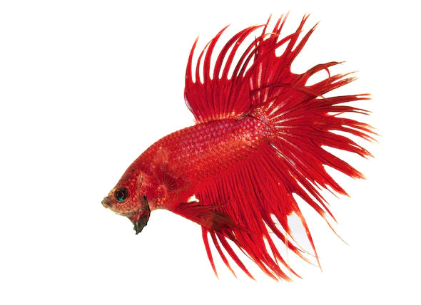 Betta OHM crown tail - FreshWaterAquatica.com