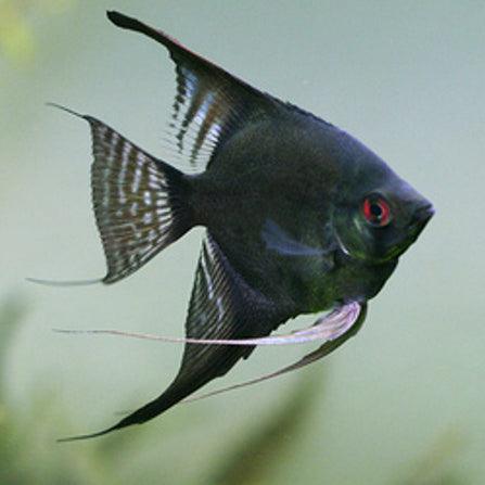 Jet black angel fish - FreshWaterAquatica.com