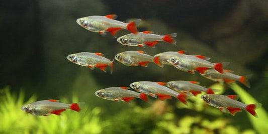 Bloodfin tetra - FreshWaterAquatica.com