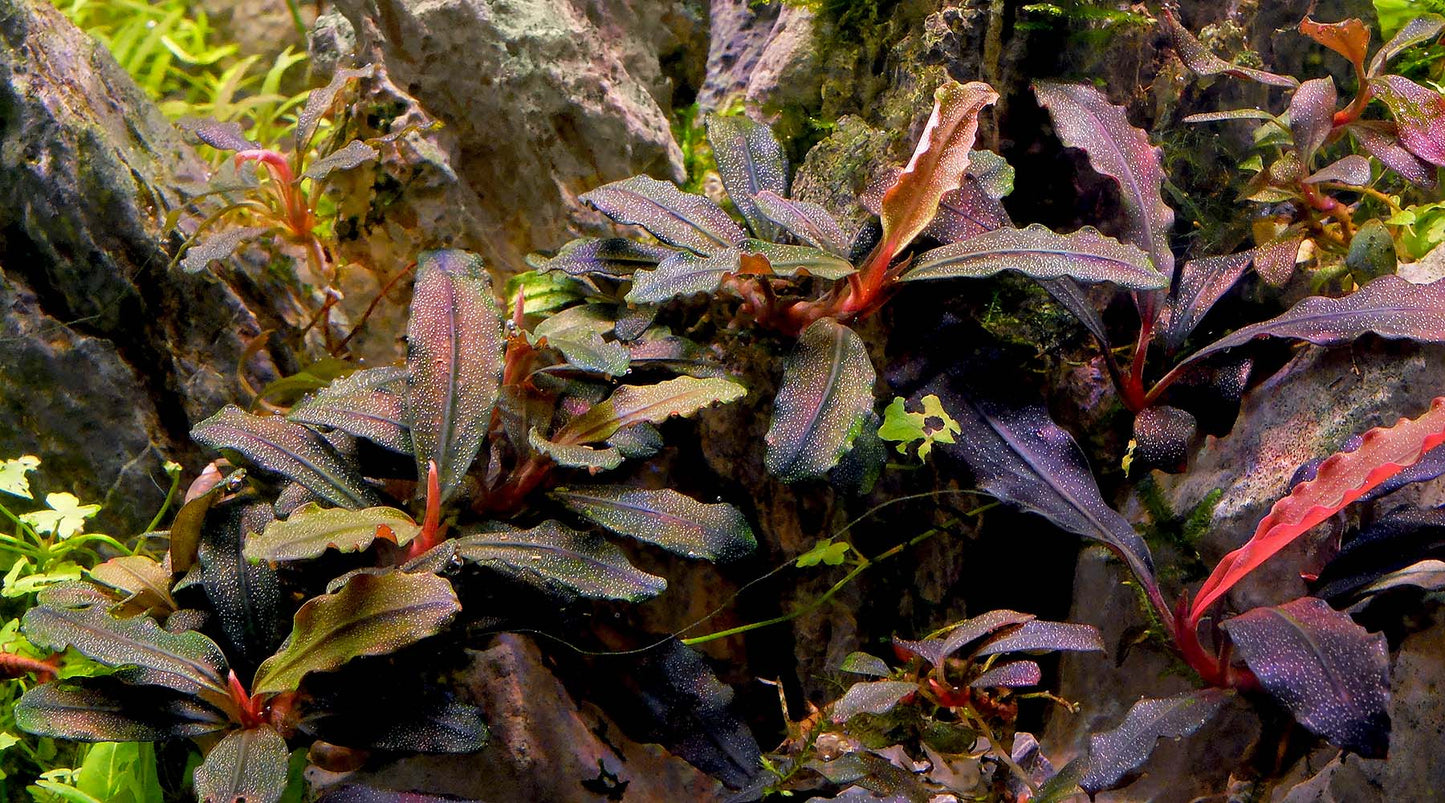 Bucephalandra