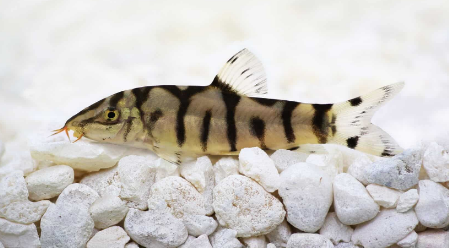 yoyo loach