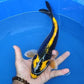 Kabuto koi Fish - FreshWaterAquatica.com