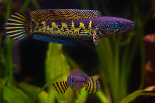 Channa aurantimaculata 9 to 10 inches