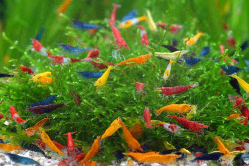 Combo pack of Shrimps ( Mixed color Shrimps 10 No's) Pack - FreshWaterAquatica.com