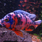 Red ob Peacock Cichlid xxl - FreshWaterAquatica.com