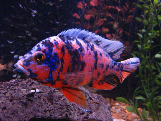 Red ob Peacock Cichlid xxl - FreshWaterAquatica.com