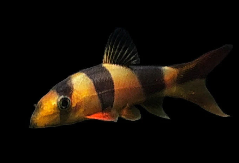 Clown Loach - FreshWaterAquatica.com