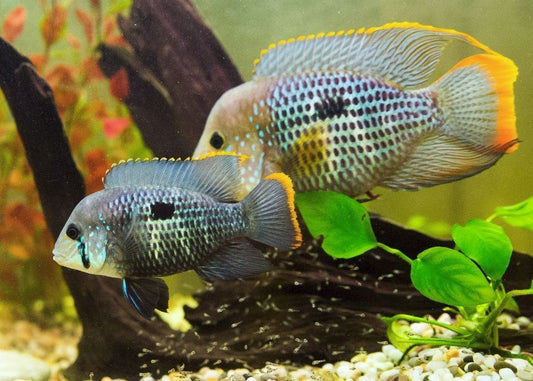 Green terror Cichlid