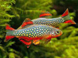 Micro Galaxy Rasbora - FreshWaterAquatica.com