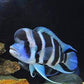 Frontosa Burundi