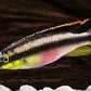 Kribensis Cichlid L size ( 2.2 inches)
