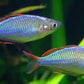 Neon rainbowfish - FreshWaterAquatica.com