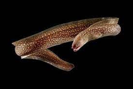 EEL Freshwater