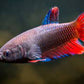 Female Betta - FreshWaterAquatica.com