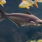 Iridescent Sharks - FreshWaterAquatica.com