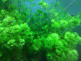 Cabomba bunch - FreshWaterAquatica.com