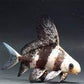 ASIATIC The Chinese high-fin banded shark - FreshWaterAquatica.com