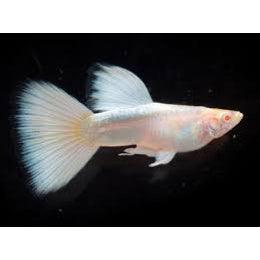 White Guppy - FreshWaterAquatica.com