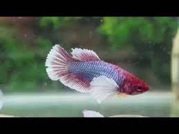 Big ear elephant Female Betta - FreshWaterAquatica.com