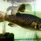 Chelonodontops bengalensis 'God Spotted Puffer' 3’’
