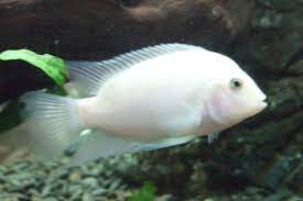 albino  Convict Cichlid - FreshWaterAquatica.com