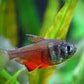Flame Tetra (Von Rio Tetra) Fish - FreshWaterAquatica.com