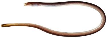 Moringua raitaborua Pink Paddletail Eel