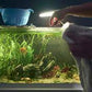 AQUARIUM CLEANING SERVICES for Planted tank - FreshWaterAquatica.com