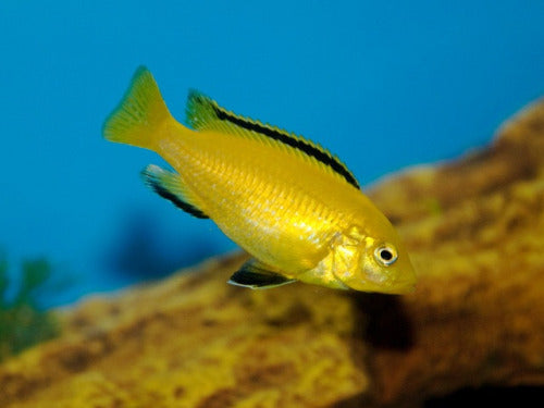 Electric Yellow lab Banana Cichlid - FreshWaterAquatica.com