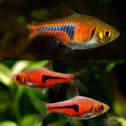 Espie Rasbora - FreshWaterAquatica.com