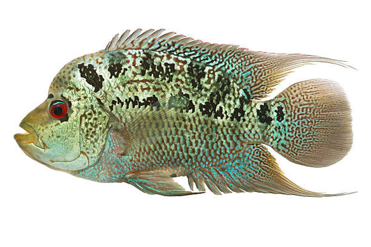 Flowerhorn Female - FreshWaterAquatica.com