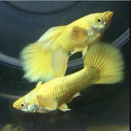 Gold   Guppy - FreshWaterAquatica.com