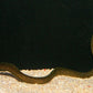 Gold Spotted Moray Eel