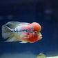 Flowerhorn Monster Head SRD - FreshWaterAquatica.com