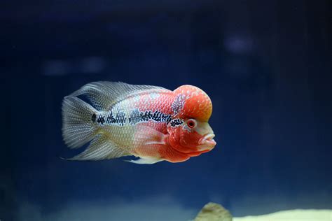 Flowerhorn Monster Head SRD - FreshWaterAquatica.com