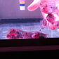 Flowerhorn 3 INCH POP HEAD - FreshWaterAquatica.com
