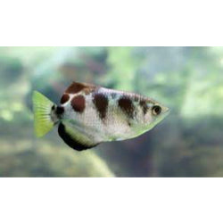 Archer fish - FreshWaterAquatica.com