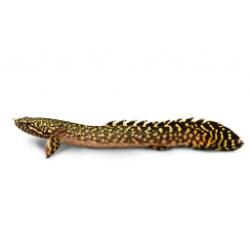 Leopard Senagal - FreshWaterAquatica.com