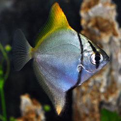 Mono Angel fish - FreshWaterAquatica.com