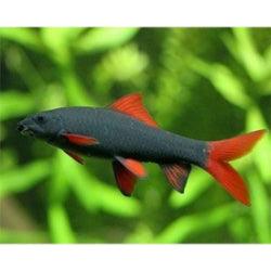 Rainbow shark - FreshWaterAquatica.com