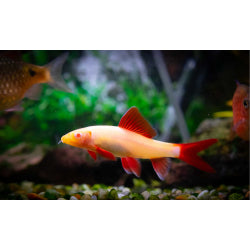 Albino Rainbow shark - FreshWaterAquatica.com