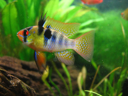 German Ram - FreshWaterAquatica.com