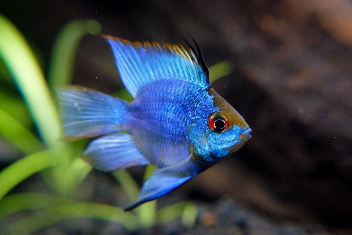 Balloon Thai Ram cichlid | FRESHWATERAQUATICA