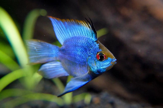 Balloon Thai Ram cichlid - FreshWaterAquatica.com